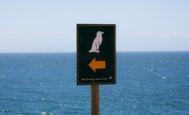 Penguin crossing! Southwest Africa.