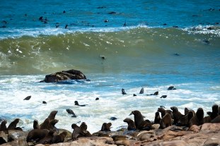 Cape Fur Seals on the Skeleton Coast