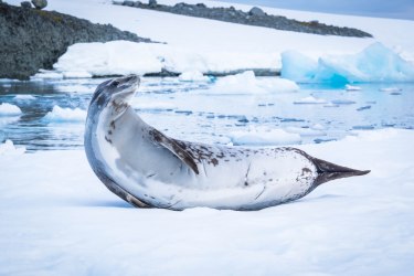 A Weddell Seal on the outskirts of the South Shetland Islands