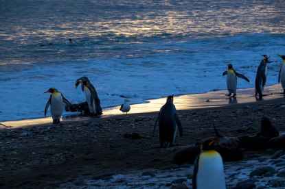 Kind penguins, a snow petrel and fur seals in the surf at sunrise at Golden Harbour