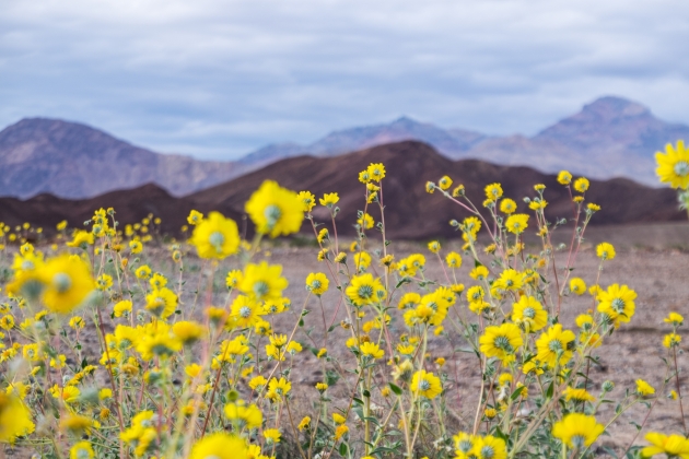 The 2016 Death Valley "superbloom," captured in early March. Photo credit: Stefanie Payne